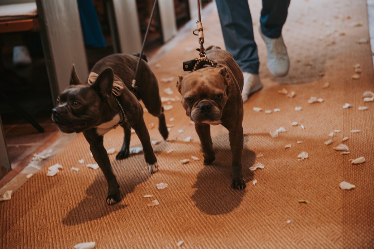 Zwei Französische Bulldoggen laufen an den Leinen einer unsichtbaren Person einen Gang entlang. Der Gang, möglicherweise bei einer Standesamtlichen Trauung, ist mit einem hellbraunen Teppich bedeckt und überall sind weiße Blütenblätter verstreut. Die Bulldogge links hat einen leicht erhobenen Kopf, während die rechte nach vorne blickt. - Elis Wedding - Hochzeitsfotograf Frankfurt