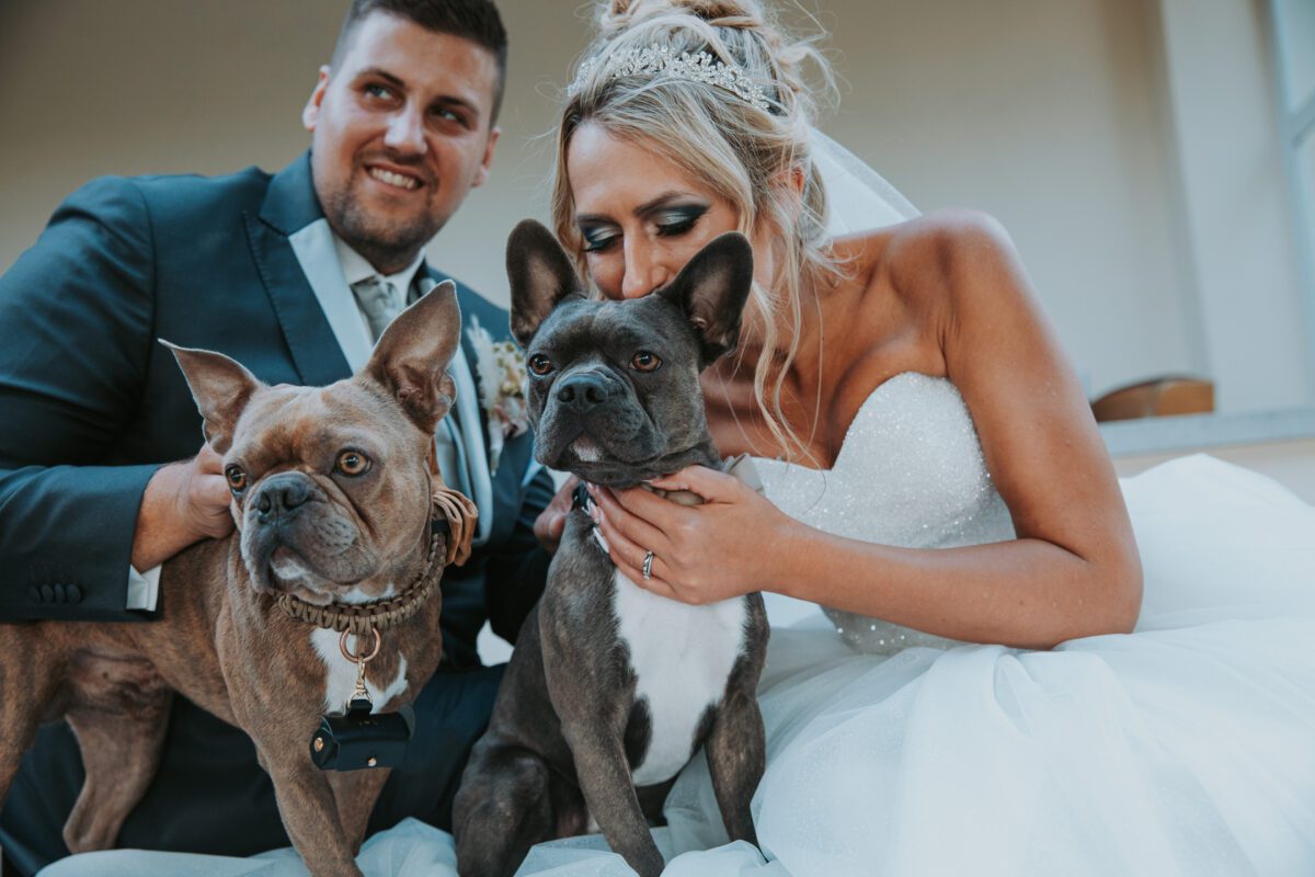Auf einem herzerwärmenden Foto kniet eine Braut in weißem Brautkleid und Tiara neben ihrem Bräutigam in dunklem Anzug und Krawatte. Beide lächeln und halten zwei französische Bulldoggen im Arm. Die Braut küsst den rechten Hund, während der Bräutigam den linken hält. Dieser freudige Moment des Kennenlernens findet unter freiem Himmel in der Nähe von Frankfurt statt. - Elis Wedding - Hochzeitsfotograf Frankfurt